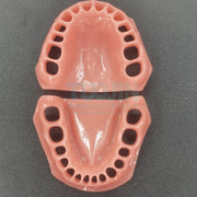 Teeth Teaching Accessories soft gums