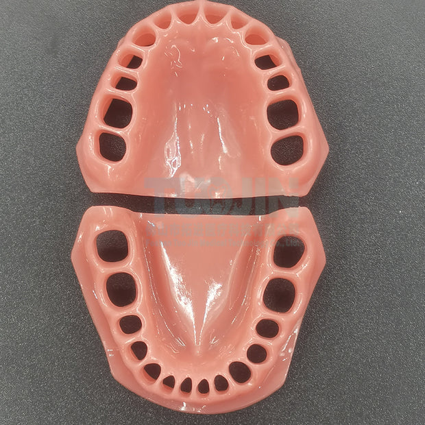 Teeth Teaching Accessories soft gums